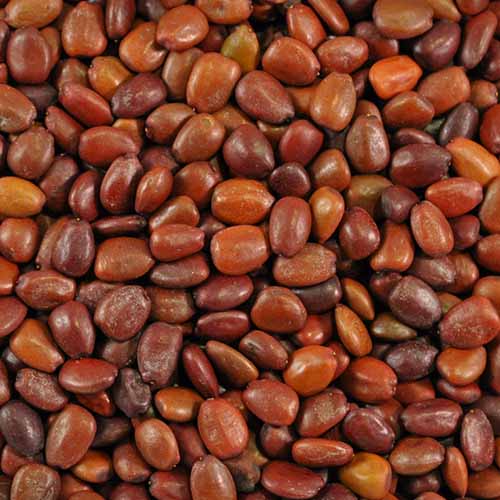Carob seeds Supplier Exporter